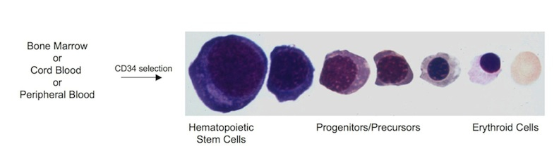 scientific_pictures/Erythroid_Differentiation6.jpg